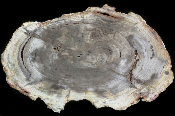 Petrified Wood (Tropical Hardwood) Round - Indonesia #41346